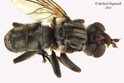 Thick-headed Fly - Zodion 2 m13 7,3mm