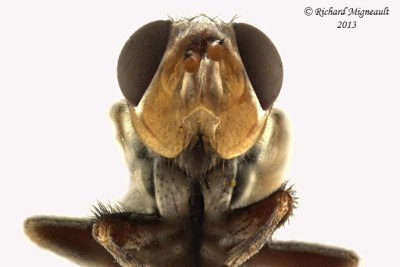 Thick-headed Fly - Zodion 3 m13 7,3mm 