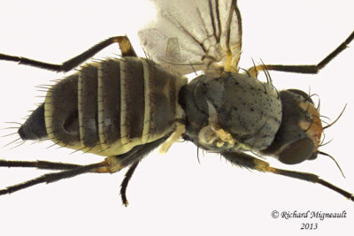 Leaf Miner Fly - Phytomyza sp2 2 m13 3mm 