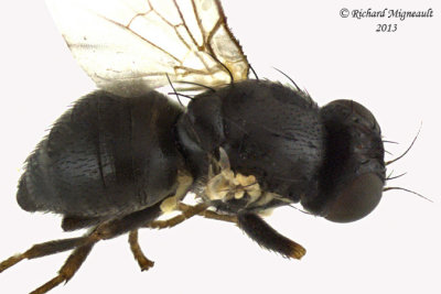 Leaf Miner Fly - Subfamily Phytomyzinae sp1 2 m13 2,6mm 