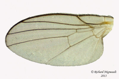 Leaf Miner Fly sp2 3 m13 2,6mm