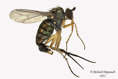 Long-legged Fly - Dolichopus brevimanus group 1 m13 5,7mm 