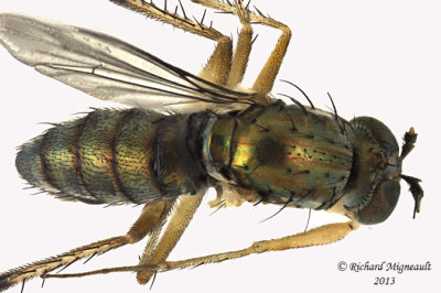 Long-legged Fly - Dolichopus brevimanus group 3 m13 5,7mm