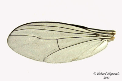 Long-legged Fly - Dolichopus brevimanus group 4 m13 5,7mm 