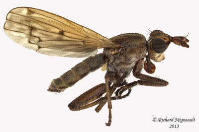 Marsh Fly - Elgiva sp1 1 m13 7,3mm