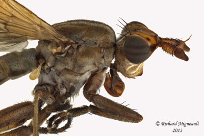 Marsh Fly - Elgiva sp1 2 m13 7,3mm