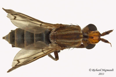 Marsh Fly - Elgiva sp1 3 m13 7,3mm