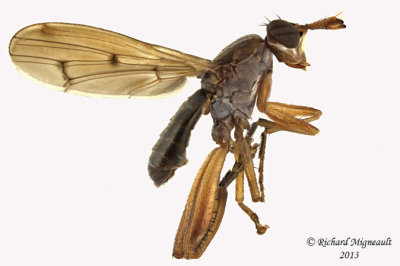 Marsh Fly - Sepedon sp3 1 m13 5,4mm