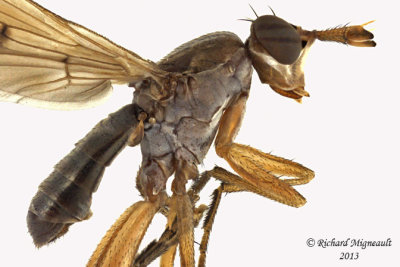 Marsh Fly - Sepedon sp3 2 m13 5,4mm