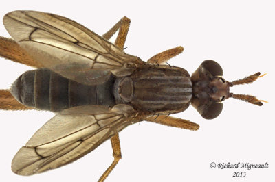 Marsh Fly - Sepedon sp3 3 m13 5,4mm
