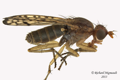 Marsh Fly - Tetanocera valida 1 m13 7,2mm