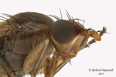 Marsh Fly - Tetanocera valida 2 m13 7,2mm