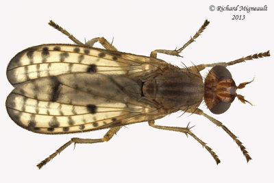 Marsh Fly - Tetanocera valida 3 m13 7,2mm