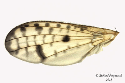 Marsh Fly - Tetanocera valida 4 m13 7,2mm 