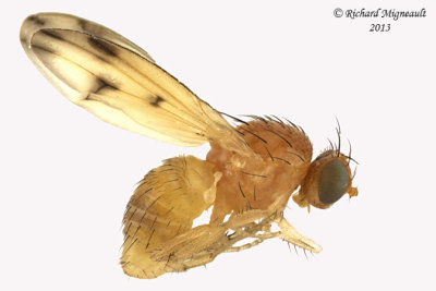 Lauxaniidae - Homoneura incerta group 1 m13 3,6mm 