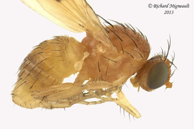 Lauxaniidae - Homoneura incerta group 2 m13 3,6mm 