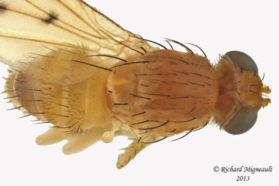 Lauxaniidae - Homoneura incerta group 3 m13 3,6mm 