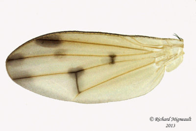 Lauxaniidae - Homoneura incerta 4 m13 3,6mm 