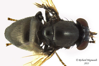 Lauxaniidae - Lauxania shewelli sp2 3 m13 3,3mm 