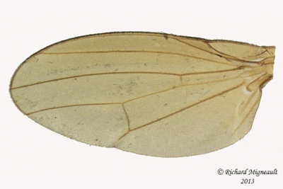 Lauxaniidae - Minettia lupulina 4 m13 3,5mm 
