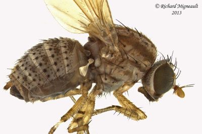 Lauxaniidae Flies