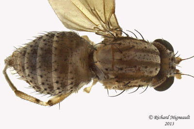 Lauxaniidae - Poecilolycia sp1 3 m13 3,4mm