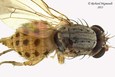 Lauxaniidae - Poecilolycia - annulata group 3 m13 3,2mm 