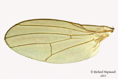 Lauxaniidae Fly - Poecilolycia sp2 4 m13 3,2mm