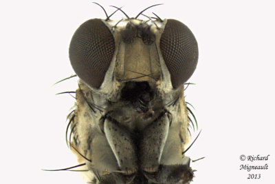 Muscidae sp4 4 m13 mm 3,6mm 