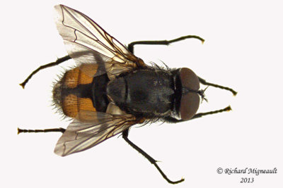 Muscidae - Musca autumnalis 1 m13 5,7mm 