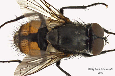 Muscidae - Musca autumnalis 2 m13 5,7mm 