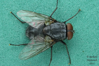Muscidae - Muscina pascuorum m13 1 