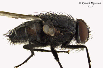 Muscidae - Muscina pascuorum m13 2