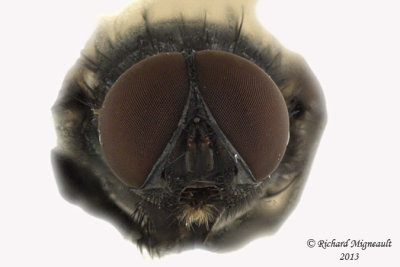 Muscidae - Muscina pascuorum m13 3