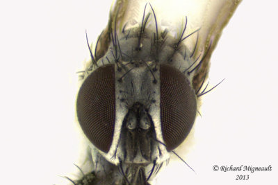 Muscidae sp2 4 m13 2,7mm 