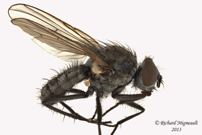 Root-Maggot Fly - Delia male 1 m13 5mm 