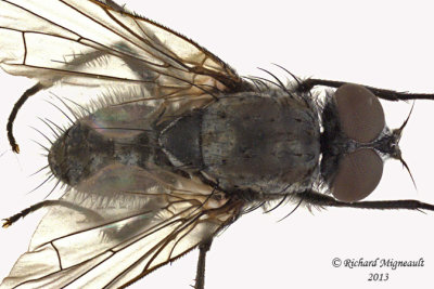 Root-Maggot Fly - Delia male 2 m13 5mm 