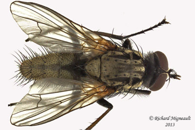 Root-Maggot Fly - Hydrophoria sp 1 m13 8,1mm