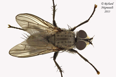 Root-Maggot Fly - Leucophora sp 2 m13 6mm 