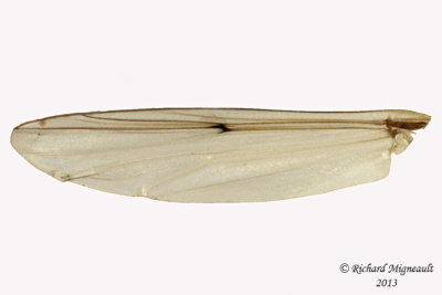 Midge - Subgenus Chironomus 5 m13 12,2mm 