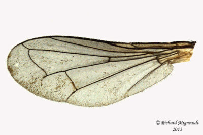 Tachinidae - Cylindromyia sp4 2 m13 6,7mm 