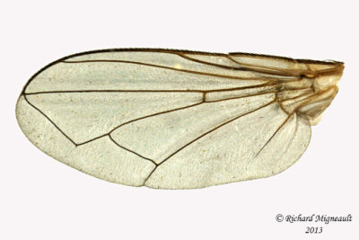 Tachinidae -  Gymnoclytia sp3 3 m13 6,8mm 