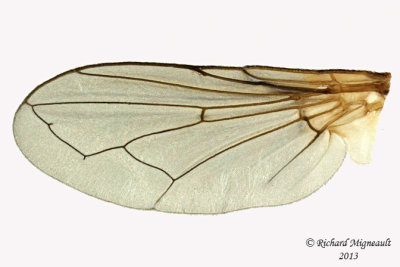 Tachinidae - Gymnosoma sp1 3 m13 7,4mm 