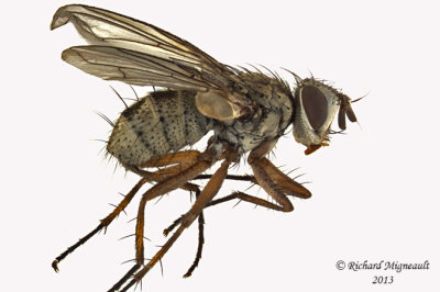 Tachinidae - Cryptomeigenia sp1 1 m13 5,8mm 