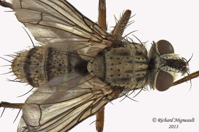 Tachinidae - Cryptomeigenia sp1 2 m13 5,8mm 