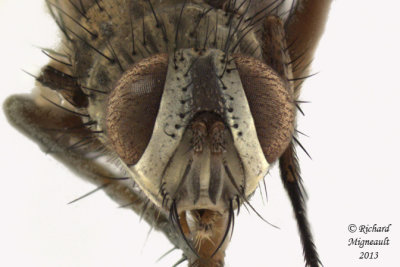 Tachinidae - Cryptomeigenia sp1 3 m13 5,8mm 
