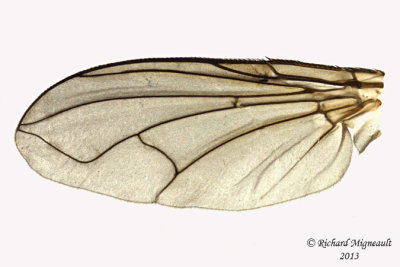 Tachinidae - Tribe Blondeliini Cryptomeigenia or Zaira sp1 4 m13 5,8mm 