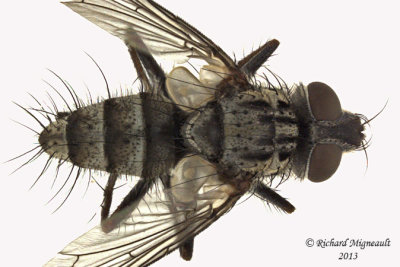 Tachinidae - Cryptomeigenia sp2 2 m13 7,5mm 