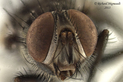 Tachinidae - Cryptomeigenia sp2 3 m13 7,5mm 