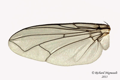 Tachinidae - Tribe Blondeliini Cryptomeigenia or Zaira sp2 4 m13 7,5mm 
